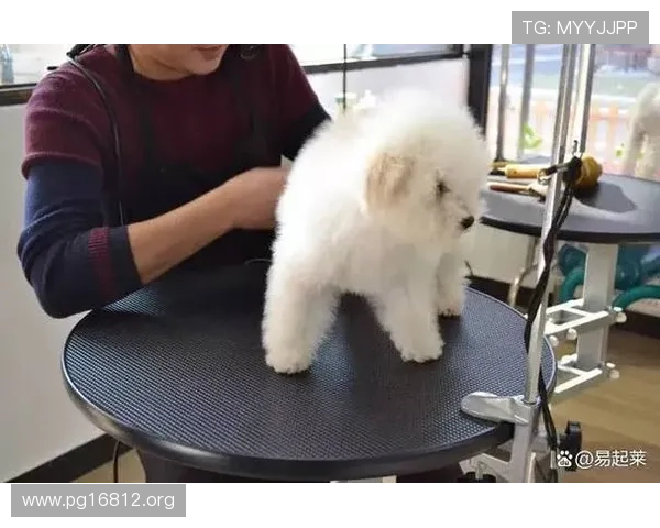 mrcat猫先生：全面解析宠物猫的护理技巧与健康管理